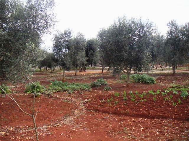 Vendita Rustici - Case di campagna - Baite - stalle e fienili - Trulli - Nuraghi a OSTUNI 