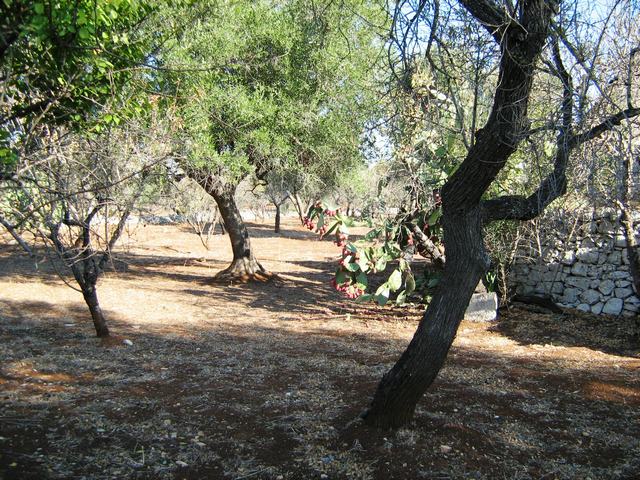 Vendita Rustici - Case di campagna - Baite - stalle e fienili - Trulli - Nuraghi a FRANCAVILLA FONTANA 