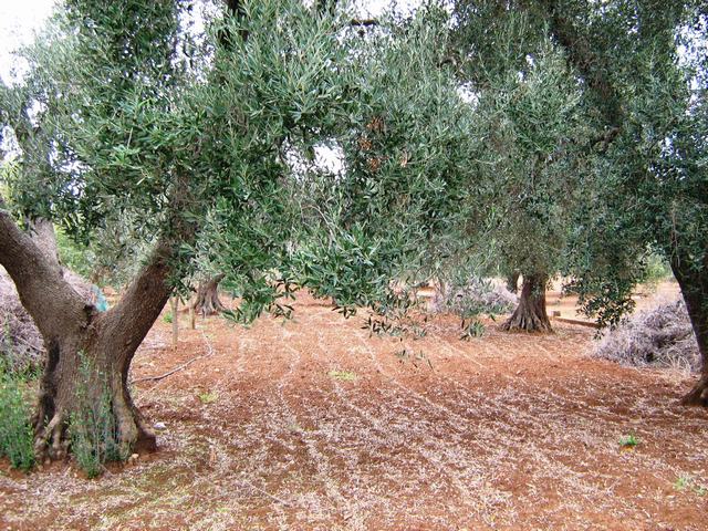 Vendita Rustici - Case di campagna - Baite - stalle e fienili - Trulli - Nuraghi a LATIANO 