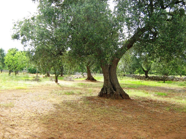 Vendita Rustici - Case di campagna - Baite - stalle e fienili - Trulli - Nuraghi a CEGLIE MESSAPICA 