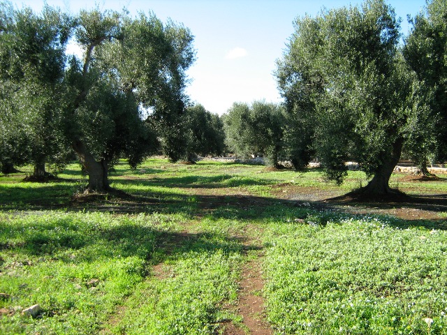 Vendita Terreni agricoli a SAN VITO DEI NORMANNI 