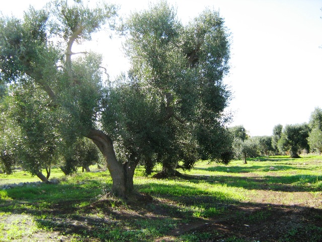 Vendita Terreni agricoli a SAN VITO DEI NORMANNI 