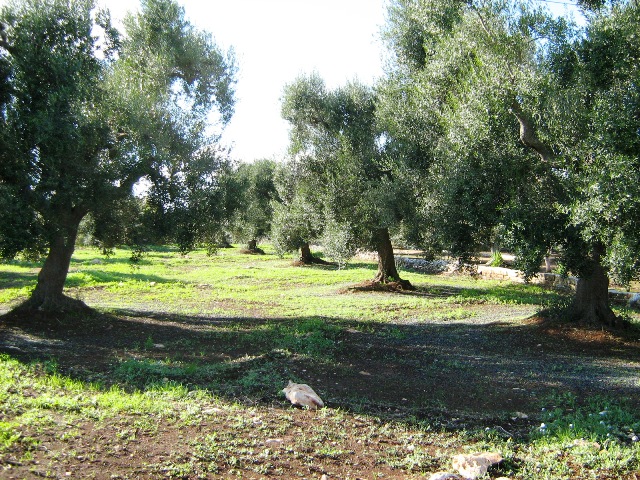 Vendita Terreni agricoli a SAN VITO DEI NORMANNI 