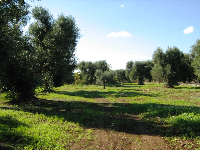 Vendita Terreni agricoli a SAN VITO DEI NORMANNI 