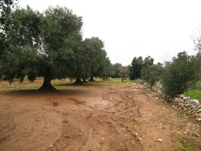 Vendita Terreni agricoli a SAN MICHELE SALENTINO 