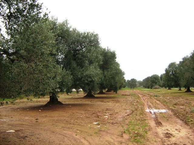 Vendita Terreni agricoli a SAN MICHELE SALENTINO 