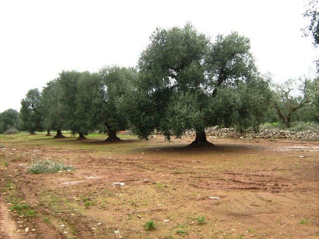 Vendita Terreni agricoli a SAN MICHELE SALENTINO 