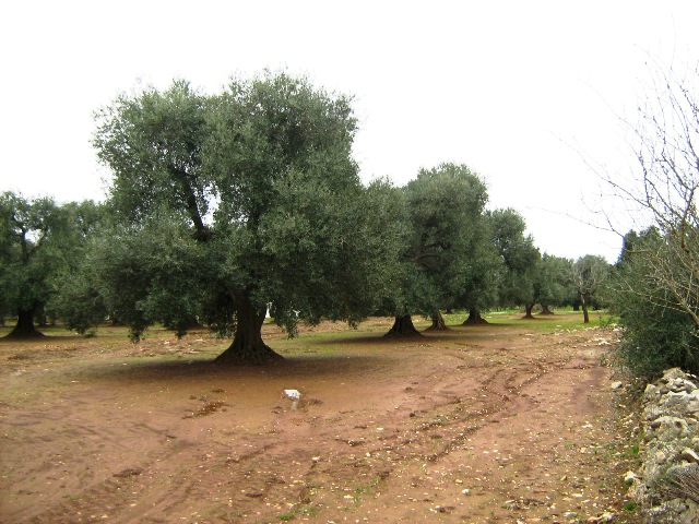 Vendita Terreni agricoli a SAN MICHELE SALENTINO 