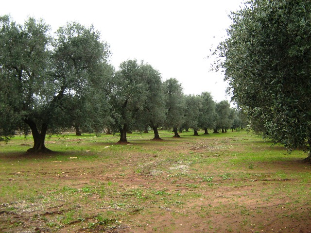 Vendita Terreni agricoli a LATIANO 