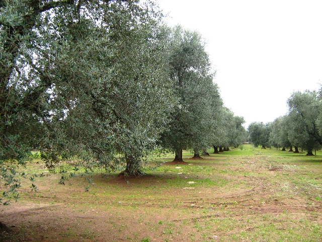 Vendita Terreni agricoli a LATIANO 