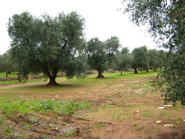 Vendita Terreni agricoli a LATIANO 