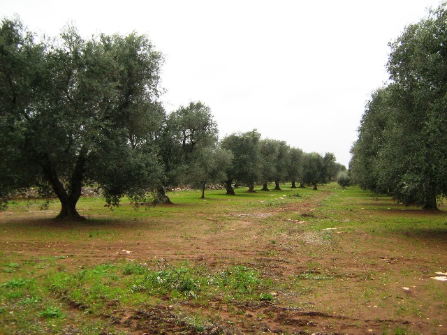 Vendita Terreni agricoli a LATIANO 