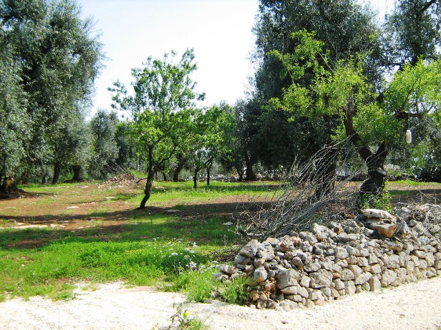 Vendita Terreni agricoli a SAN MICHELE SALENTINO 