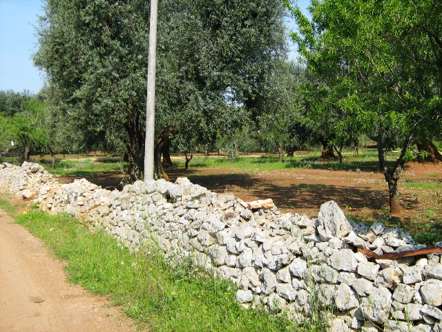 Vendita Terreni agricoli a SAN MICHELE SALENTINO 