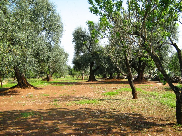 Vendita Terreni agricoli a SAN MICHELE SALENTINO 