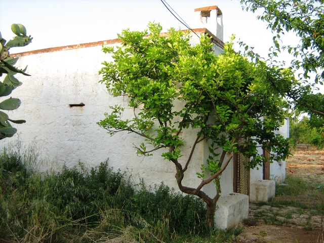 Vendita Rustici - Case di campagna - Baite - stalle e fienili - Trulli - Nuraghi a CEGLIE MESSAPICA 