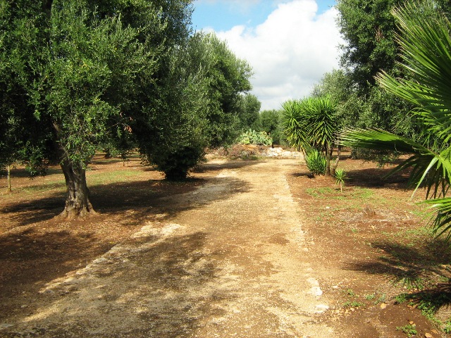 Vendita Terreni agricoli a SAN MICHELE SALENTINO 