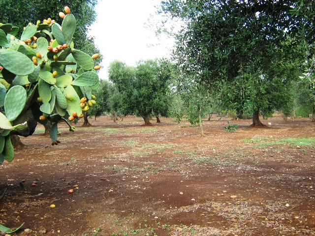 Vendita Terreni agricoli a SAN MICHELE SALENTINO 