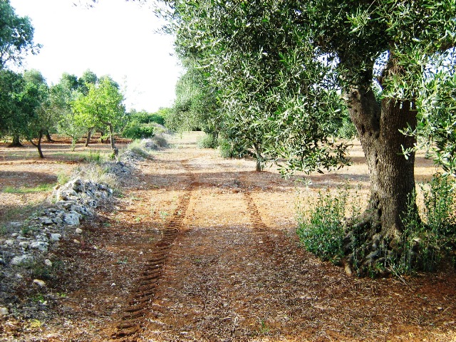 Vendita Rustici - Case di campagna - Baite - stalle e fienili - Trulli - Nuraghi a SAN VITO DEI NORMANNI 