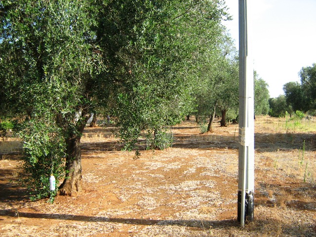 Vendita Rustici - Case di campagna - Baite - stalle e fienili - Trulli - Nuraghi a LATIANO 