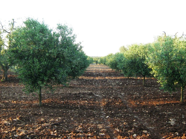 Vendita Terreni agricoli a SAN MICHELE SALENTINO 