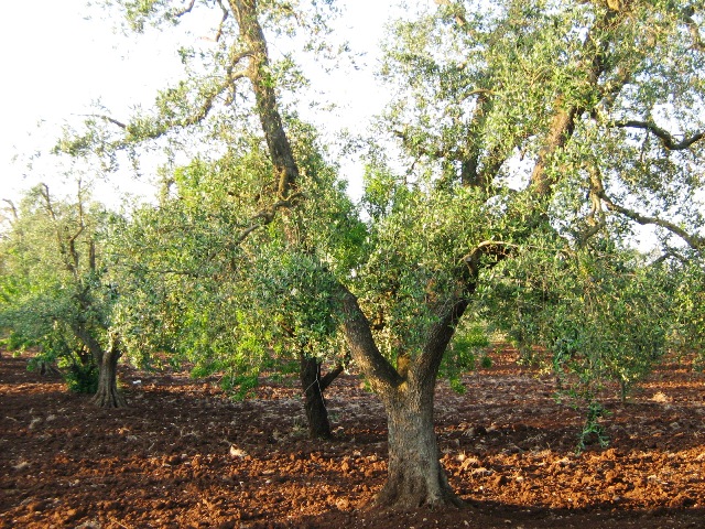 Vendita Terreni agricoli a SAN MICHELE SALENTINO 