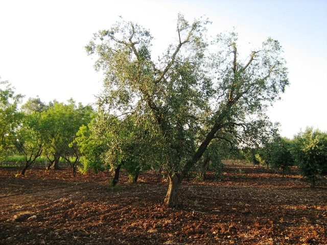 Vendita Terreni agricoli a SAN MICHELE SALENTINO 