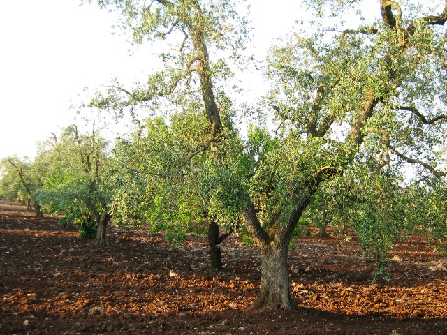 Vendita Terreni agricoli a SAN MICHELE SALENTINO 