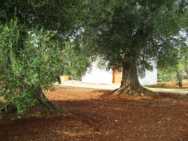 Vendita Rustici - Case di campagna - Baite - stalle e fienili - Trulli - Nuraghi a CAROVIGNO 