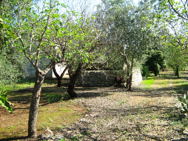 Vendita Rustici - Case di campagna - Baite - stalle e fienili - Trulli - Nuraghi a LATIANO 