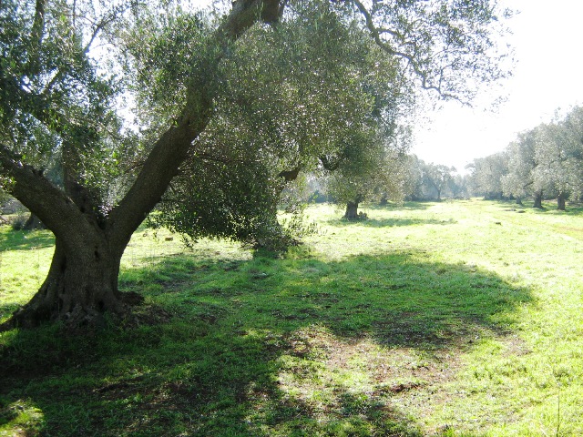 Vendita Rustici - Case di campagna - Baite - stalle e fienili - Trulli - Nuraghi a FRANCAVILLA FONTANA 