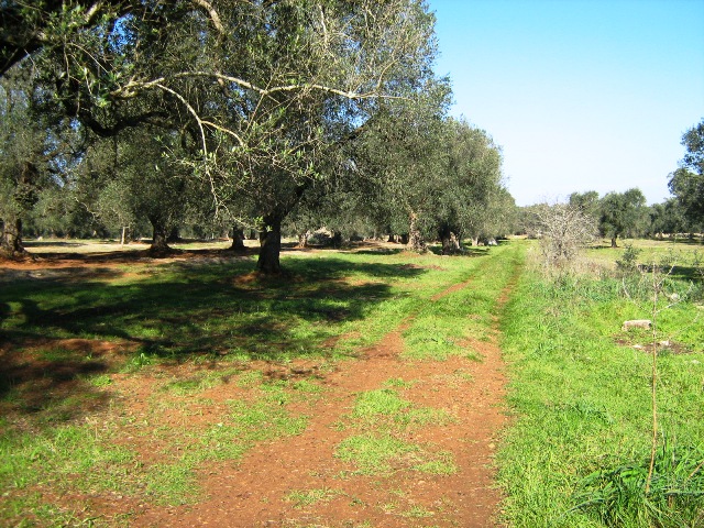 Vendita Rustici - Case di campagna - Baite - stalle e fienili - Trulli - Nuraghi a FRANCAVILLA FONTANA 