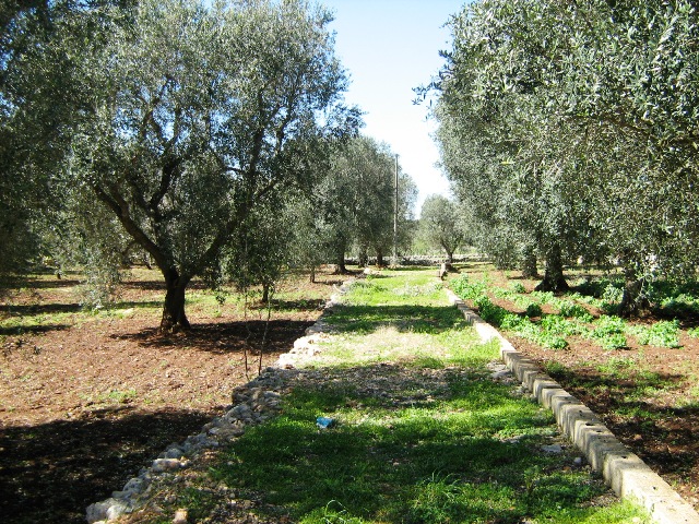 Vendita Terreni agricoli a OSTUNI 