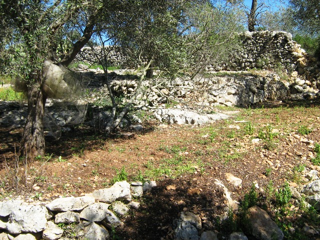 Vendita Terreni agricoli a OSTUNI 