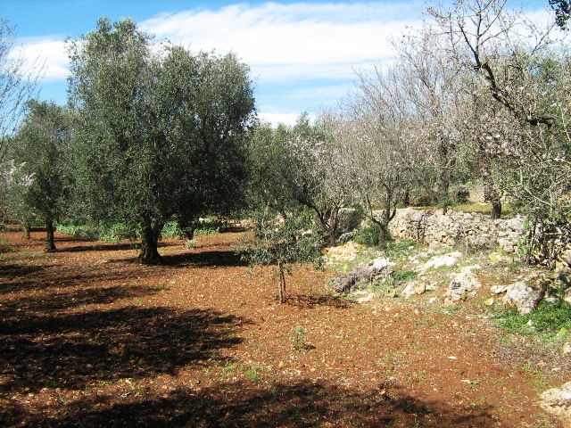 Vendita Terreni agricoli a OSTUNI 