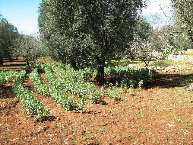 Vendita Terreni agricoli a OSTUNI 