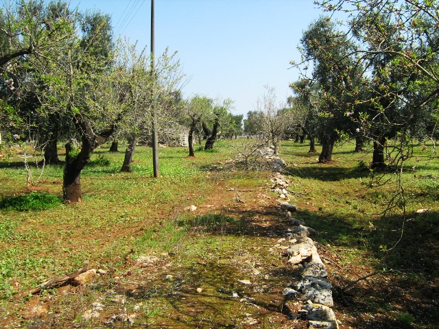 Vendita Terreni agricoli a SAN MICHELE SALENTINO 