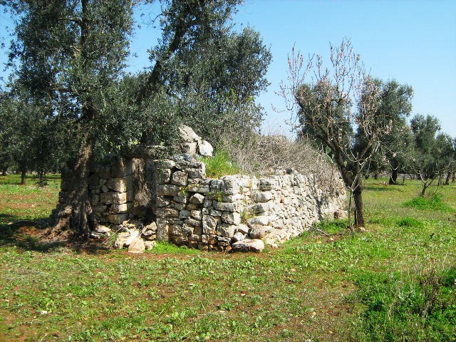 Vendita Terreni agricoli a SAN MICHELE SALENTINO 