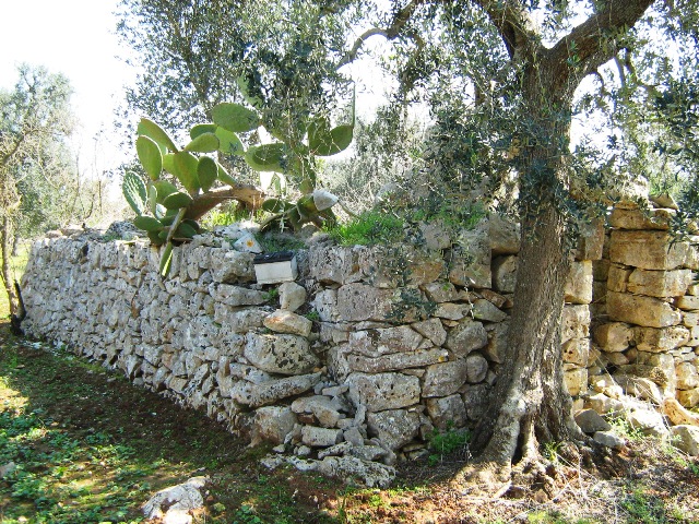 Vendita Terreni agricoli a SAN MICHELE SALENTINO 