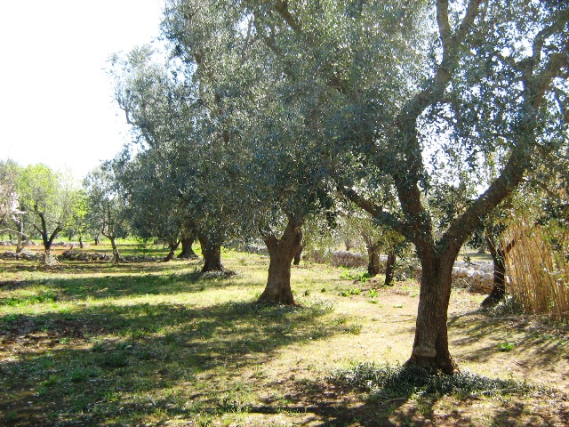 Vendita Terreni agricoli a FRANCAVILLA FONTANA 