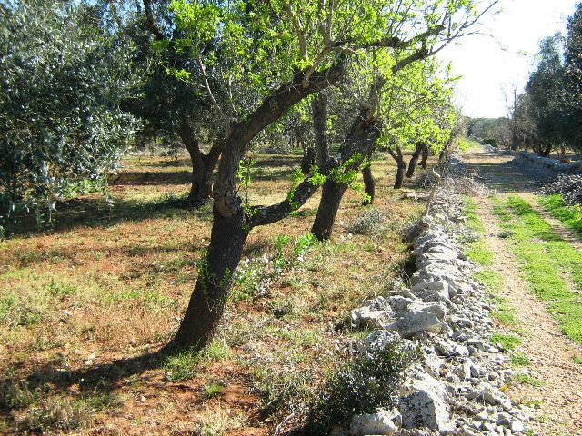 Vendita Terreni agricoli a FRANCAVILLA FONTANA 