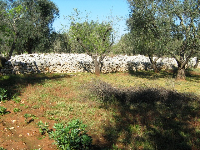 Vendita Terreni agricoli a FRANCAVILLA FONTANA 