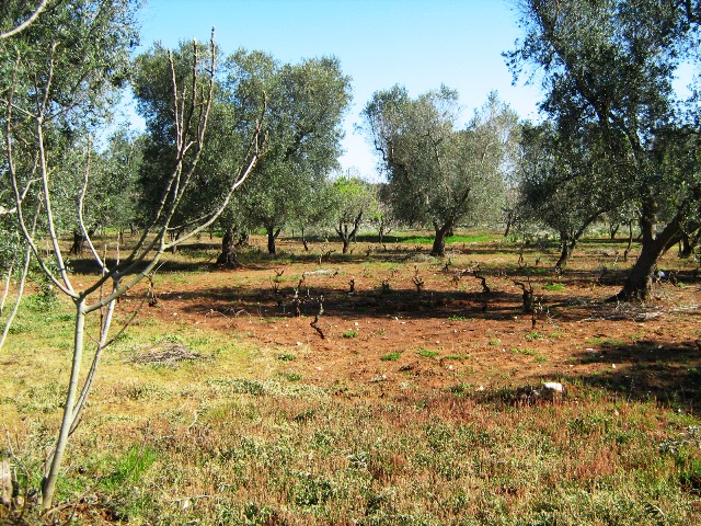 Vendita Terreni agricoli a FRANCAVILLA FONTANA 