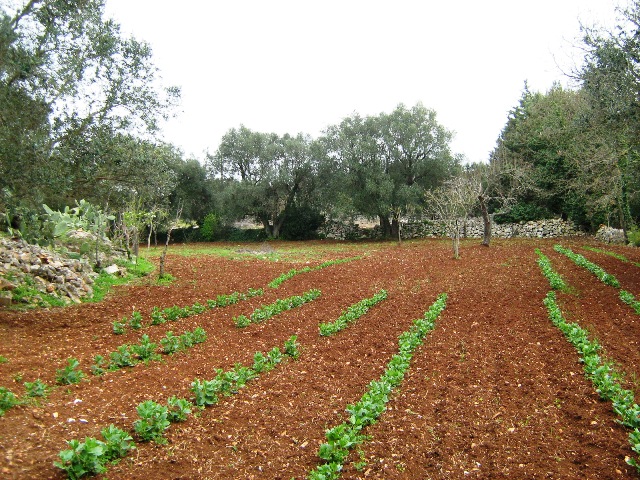 Vendita Rustici - Case di campagna - Baite - stalle e fienili - Trulli - Nuraghi a CEGLIE MESSAPICA 