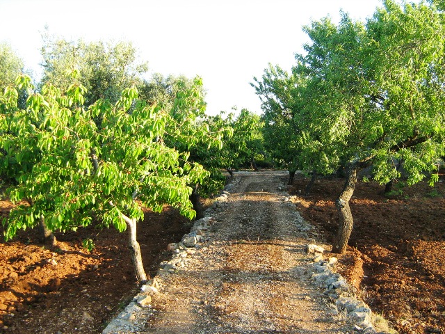 Vendita Rustici - Case di campagna - Baite - stalle e fienili - Trulli - Nuraghi a SAN VITO DEI NORMANNI 