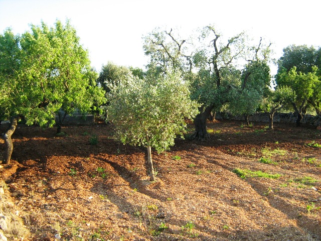 Vendita Rustici - Case di campagna - Baite - stalle e fienili - Trulli - Nuraghi a SAN VITO DEI NORMANNI 