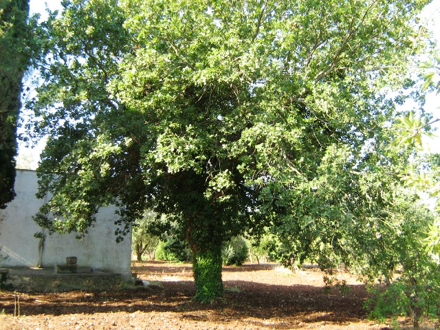 Vendita Rustici - Case di campagna - Baite - stalle e fienili - Trulli - Nuraghi a SAN MICHELE SALENTINO 