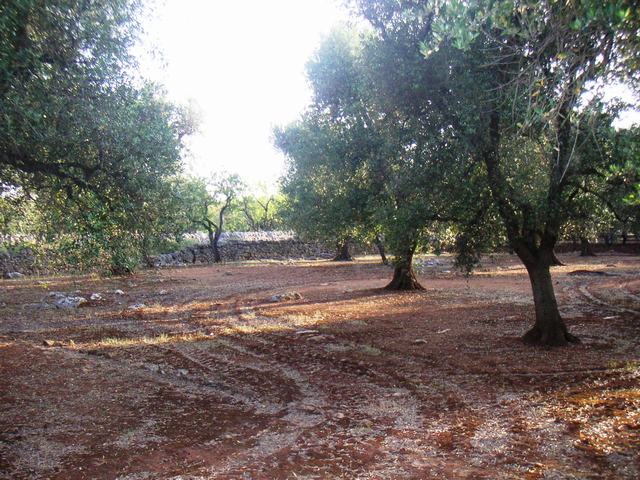 Vendita Rustici - Case di campagna - Baite - stalle e fienili - Trulli - Nuraghi a SAN VITO DEI NORMANNI 